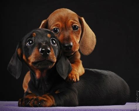 Use the filters below to find a puppy or find a rescue near you. . Puppylove dachshunds